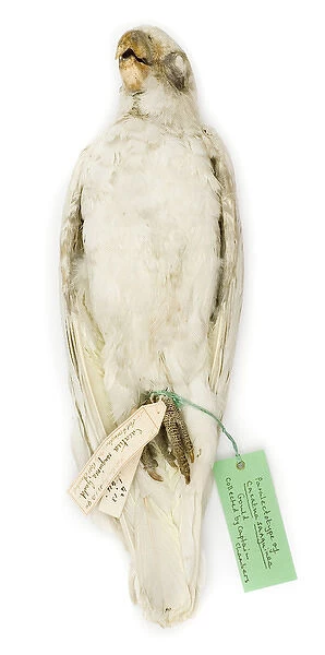 Cacatua sanguinea, from the Gould Collection