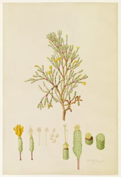 Framed Print : Cactus salicomoides, cactus Framed Print : Cactus salicomoides, cactus