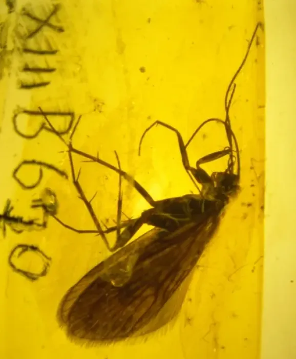 Framed Print : Caddis fly in amber Framed Print : Caddis fly in amber