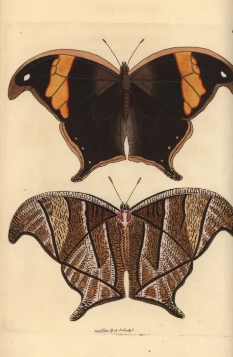 Framed Print : Caerois chorinaeus butterfly Framed Print : Caerois chorinaeus butterfly