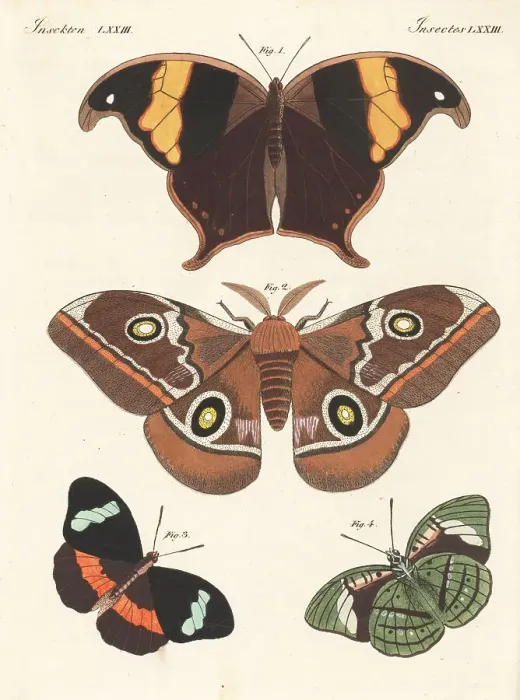 Framed Print : Caerois chorinaeus, Cape lappet moth and obrina olivewing Framed Print : Caerois chorinaeus, Cape lappet moth and obrina olivewing