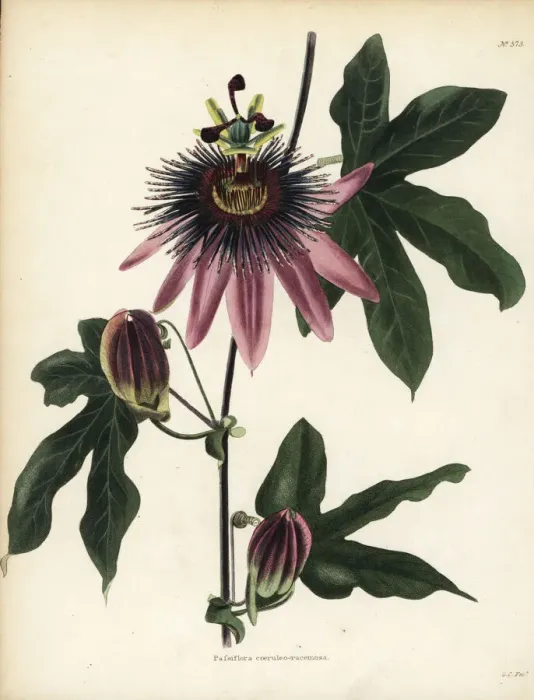 Framed Print : Caeruleoracemosa passionflower, Passiflora caeruleo-racemosa Framed Print : Caeruleoracemosa passionflower, Passiflora caeruleo-racemosa