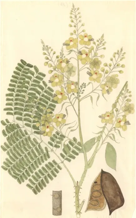 Framed Print : Caesalpinia sappan, Indian redwood Framed Print : Caesalpinia sappan, Indian redwood