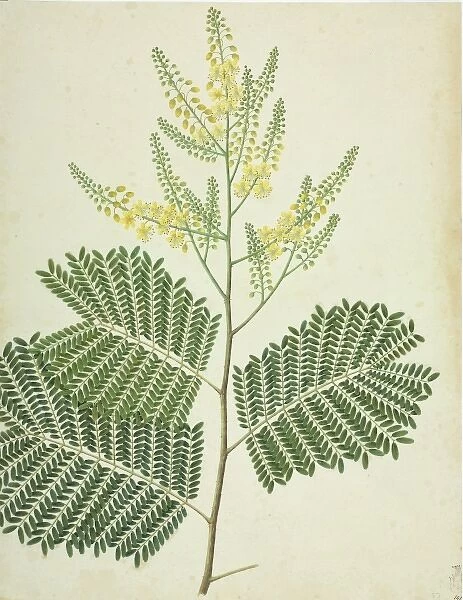 Caesalpinia sp