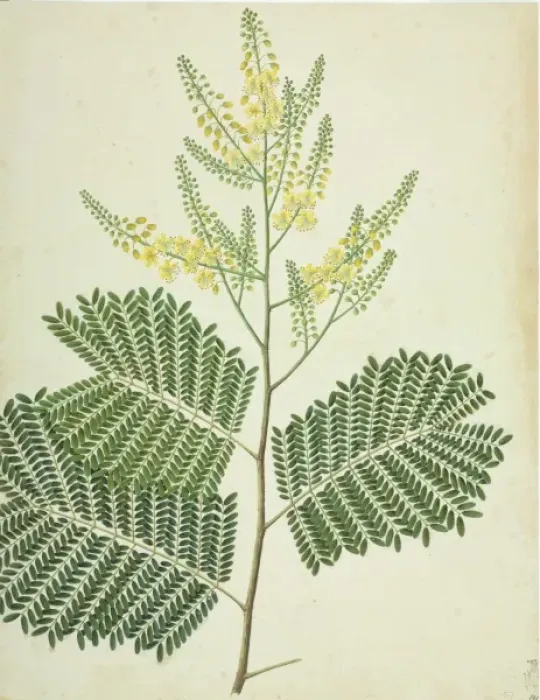 Framed Print : Caesalpinia sp Framed Print : Caesalpinia sp
