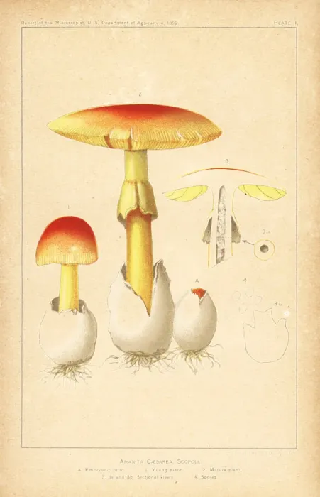 Framed Print : Caesars mushroom, Amanita caesarea Framed Print : Caesars mushroom, Amanita caesarea