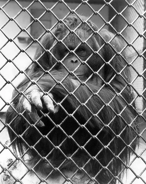 Caged Orangutan. A caged orangutan behind wire. Date: 1960s