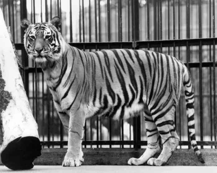 Framed Print : Caged Tiger Framed Print : Caged Tiger