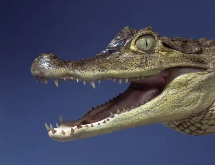 Framed Print : Caiman crocodilus, spectacled caiman Framed Print : Caiman crocodilus, spectacled caiman