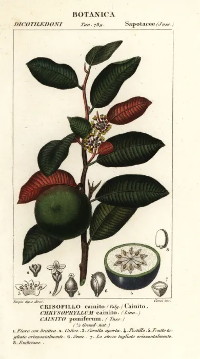 Framed Print : Cainito, Chrysophyllum cainito Framed Print : Cainito, Chrysophyllum cainito