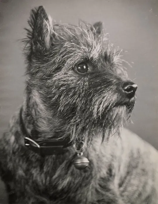 Framed Print : Cairn terrier dog with collar and bell Date: 1950s Framed Print : Cairn terrier dog with collar and bell Date: 1950s
