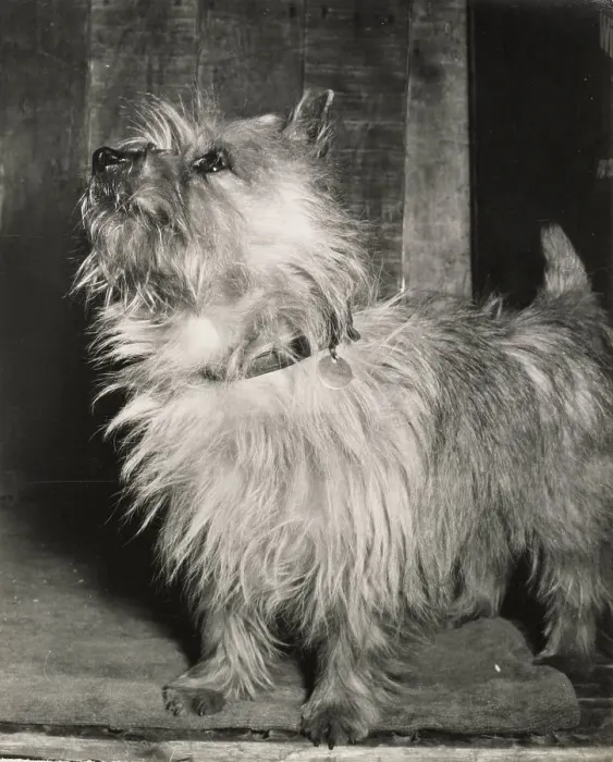 Framed Print : Cairn terrier dog with collar and ID tag Date: 1950s Framed Print : Cairn terrier dog with collar and ID tag Date: 1950s
