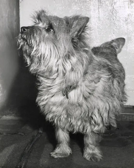 Framed Print : Cairn terrier dog looking up Date: 1950s Framed Print : Cairn terrier dog looking up Date: 1950s