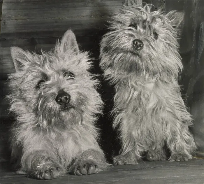 Framed Print : Two Cairn terrier dogs Date: 1950s Framed Print : Two Cairn terrier dogs Date: 1950s