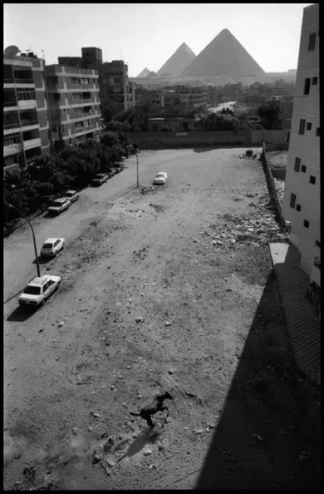 Framed Print : Cairo suburb, Egypt - pyramids and runaway horse Framed Print : Cairo suburb, Egypt - pyramids and runaway horse