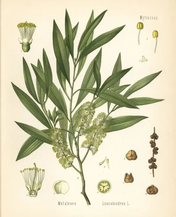 Framed Print : Cajuput or white samet, Melaleuca cajuputi Framed Print : Cajuput or white samet, Melaleuca cajuputi
