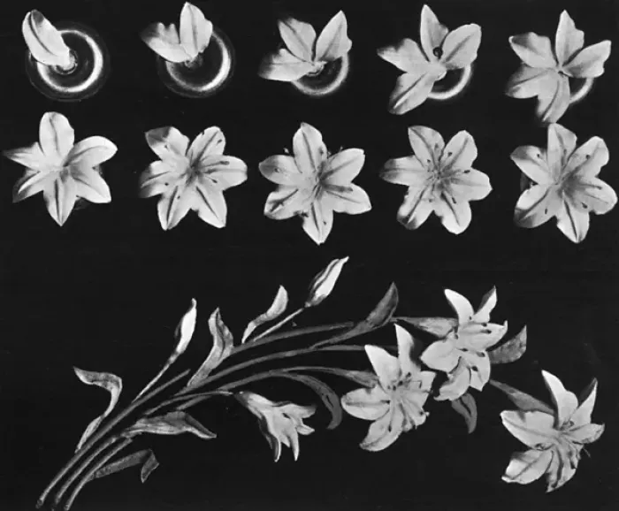 Framed Print : Cake design, flower making Framed Print : Cake design, flower making