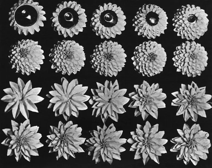 Framed Print : Cake design, flower making. Dahlias Framed Print : Cake design, flower making. Dahlias