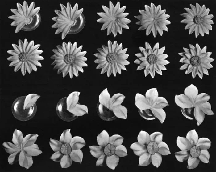 Framed Print : Cake design, flower making, Daisy Details Framed Print : Cake design, flower making, Daisy Details