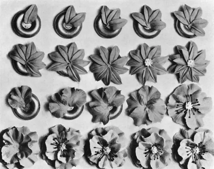 Framed Print : Cake design, flower making. Poinsettias and Poppies