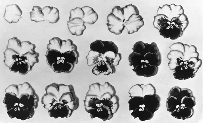 Framed Print : Cake design, flower making. Stages in Pansy Making Framed Print : Cake design, flower making. Stages in Pansy Making