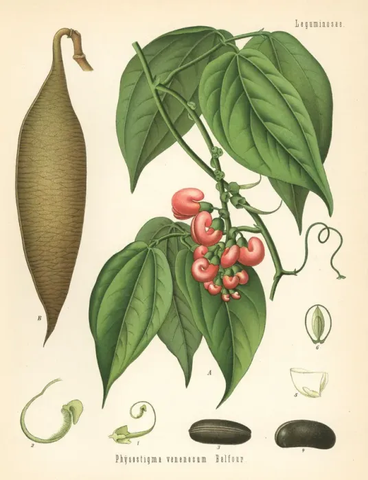 Framed Print : Calabar bean or ordeal bean, Physostigma venenosum Framed Print : Calabar bean or ordeal bean, Physostigma venenosum