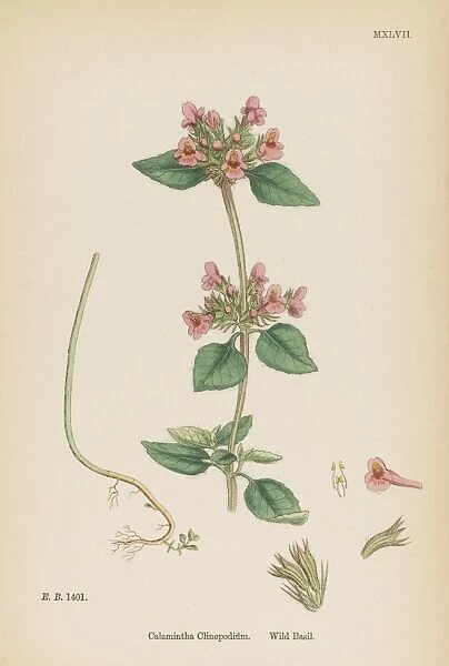 Calamintha Clinopodium