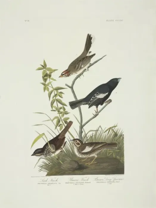 Framed Print : Calamospiza melanocorys, Chondestes grammacus, Melospiza mel Framed Print : Calamospiza melanocorys, Chondestes grammacus, Melospiza mel