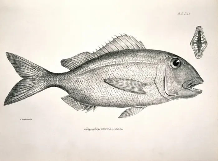 Framed Print : Calamus taurinus, Galapagos porgy Framed Print : Calamus taurinus, Galapagos porgy
