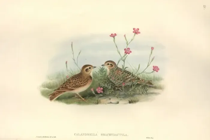 Framed Print : Calandrella brachydactyla, greater short-toed lark Framed Print : Calandrella brachydactyla, greater short-toed lark