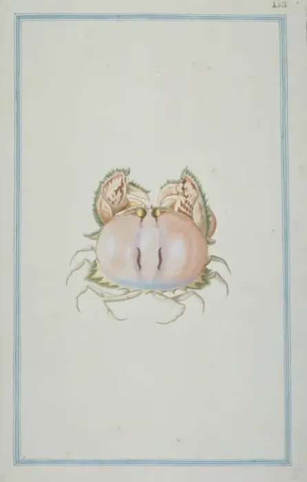 Framed Print : Calappa philargius, box crab Framed Print : Calappa philargius, box crab