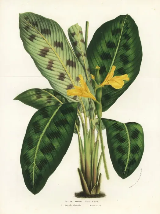 Framed Print : Calathea villosa prayer plant Framed Print : Calathea villosa prayer plant