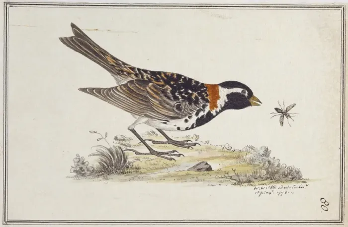 Framed Print : Calcarius lapponicus alascensis, Lapland longspur Framed Print : Calcarius lapponicus alascensis, Lapland longspur