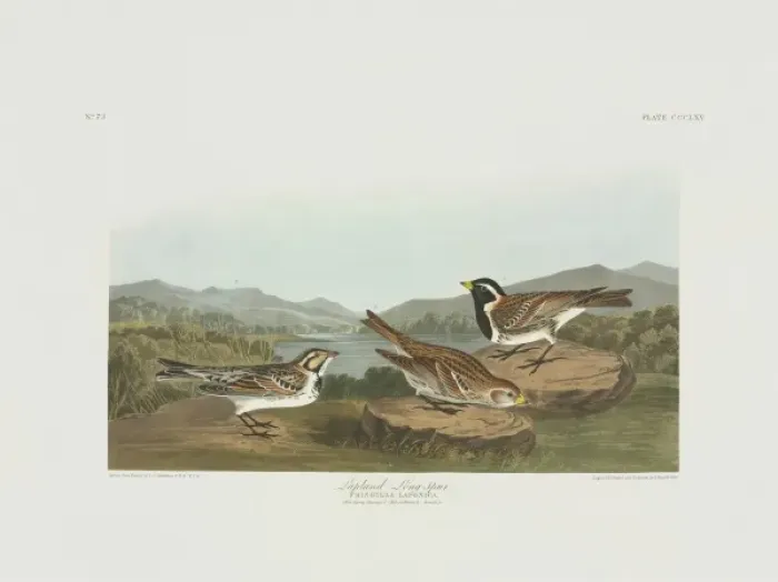 Framed Print : Calcarius lapponicus, Lapland longspur Framed Print : Calcarius lapponicus, Lapland longspur
