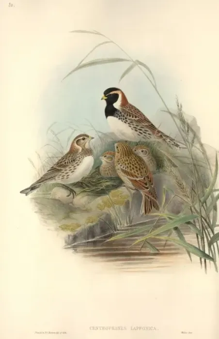 Framed Print : Calcarius lapponicus, Lapland longspur Framed Print : Calcarius lapponicus, Lapland longspur