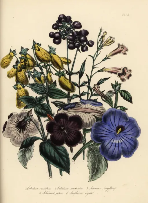 Framed Print : Calceolaria and achimenes species Framed Print : Calceolaria and achimenes species