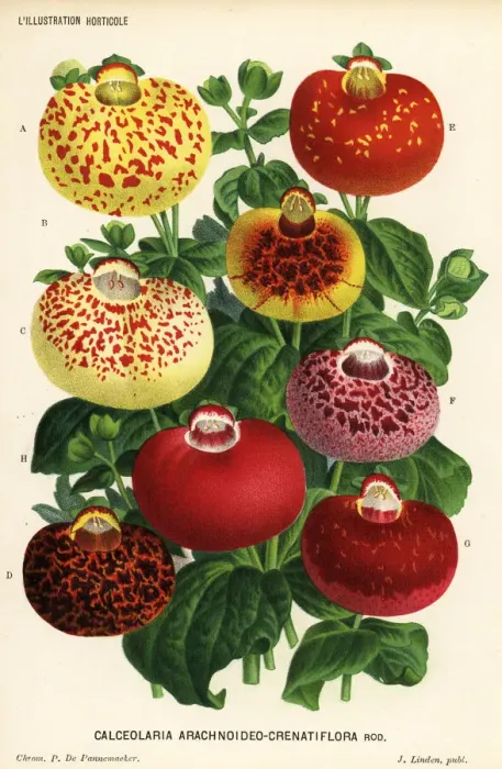 Framed Print : Calceolaria archnoidea varieties