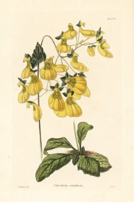 Framed Print : Calceolaria corymbosa Framed Print : Calceolaria corymbosa