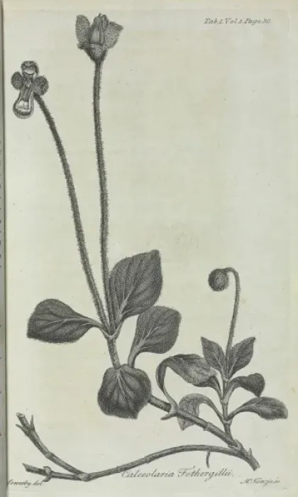 Framed Print : Calceolaria fothergillii, William Aiton, 1789 Framed Print : Calceolaria fothergillii, William Aiton, 1789