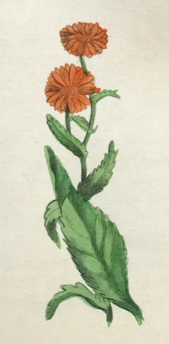 Framed Print : Calendula Officinalis Framed Print : Calendula Officinalis