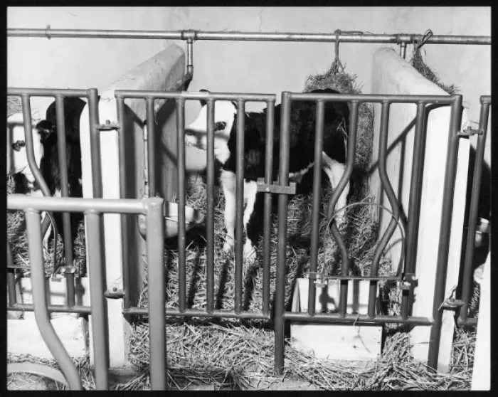 Framed Print : Calf-Rearing Unit  /  1963