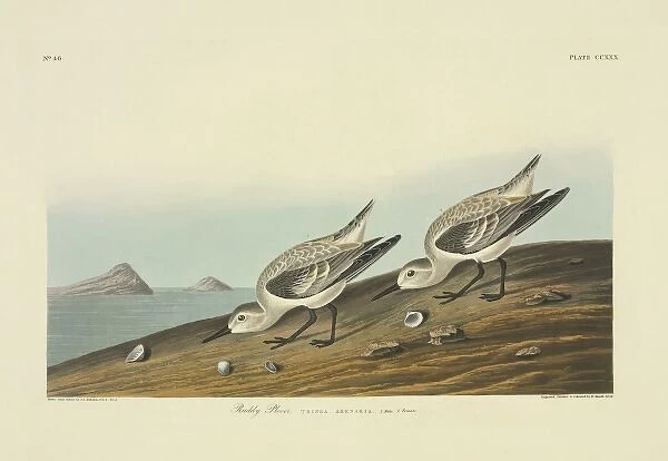 Calidris alba, sanderling