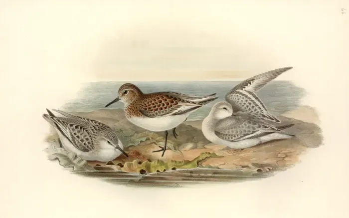 Framed Print : Calidris alba, sanderling Framed Print : Calidris alba, sanderling