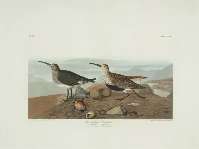 Framed Print : Calidris alpina, dunlin Framed Print : Calidris alpina, dunlin
