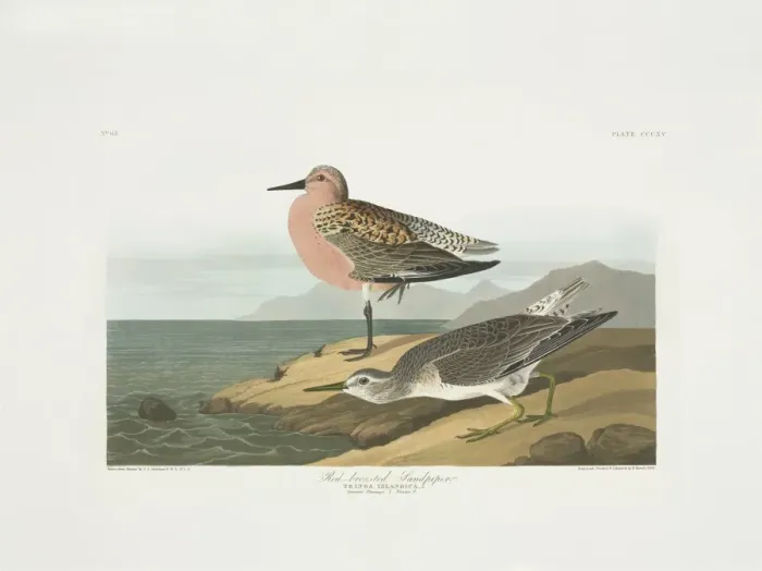 Framed Print : Calidris canutus, red knot Framed Print : Calidris canutus, red knot