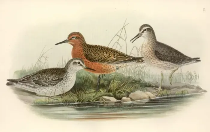 Framed Print : Calidris canutus, red knot Framed Print : Calidris canutus, red knot