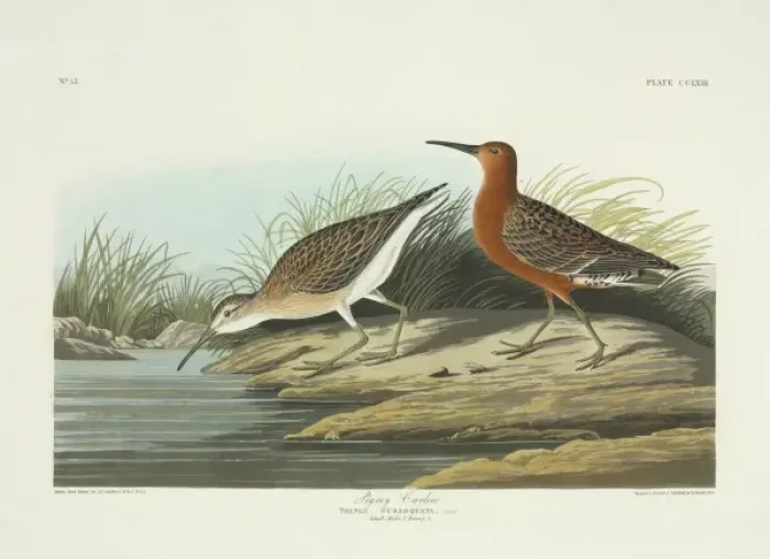 Framed Print : Calidris ferruginea, curlew sandpiper Framed Print : Calidris ferruginea, curlew sandpiper