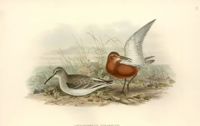 Framed Print : Calidris ferruginea, curlew sandpiper Framed Print : Calidris ferruginea, curlew sandpiper