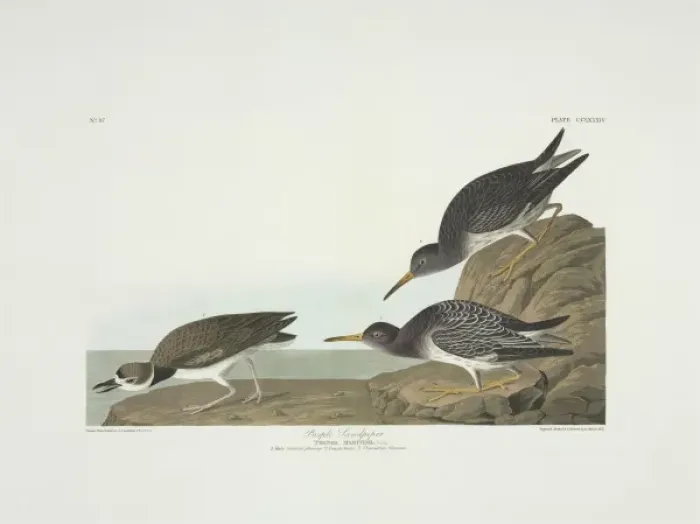 Framed Print : Calidris maritima, purple sandpiper, Charadrius wilsonius, W Framed Print : Calidris maritima, purple sandpiper, Charadrius wilsonius, W