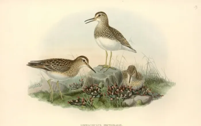Framed Print : Calidris melanotos, pectoral sandpiper Framed Print : Calidris melanotos, pectoral sandpiper